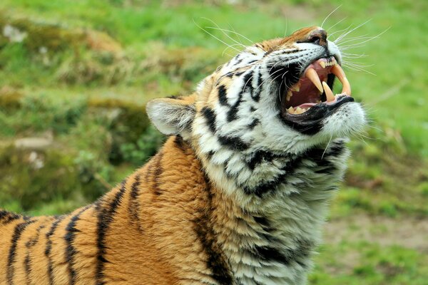 La tigre dell Amur mostra le zanne