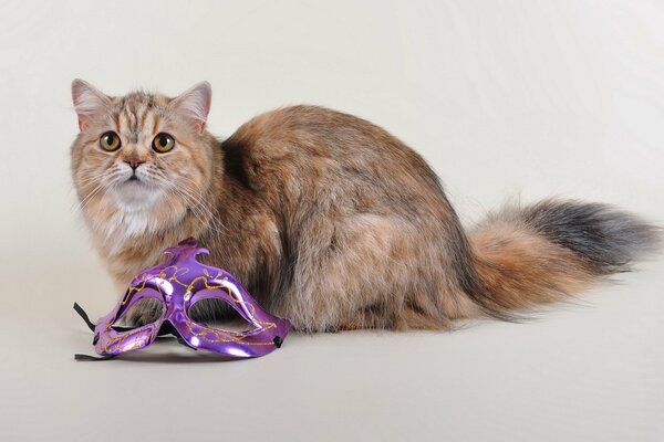 Fluffy cat with purple mask