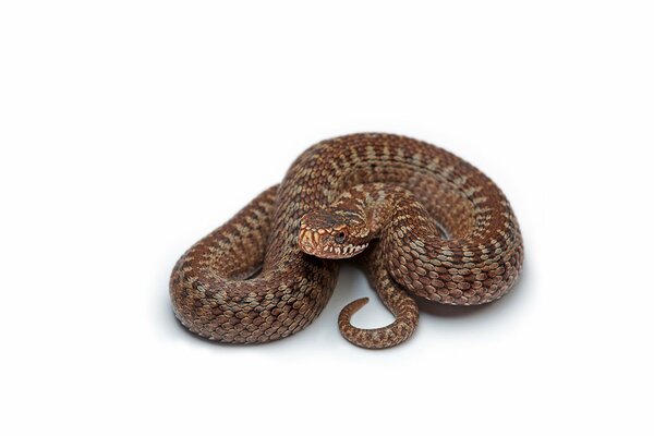 Brown snake on a white background