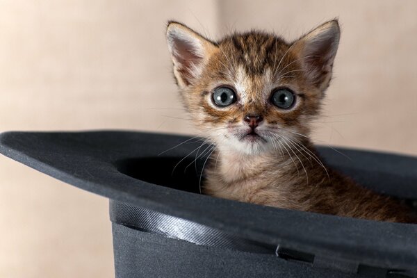 The kitten climbed into a black hat