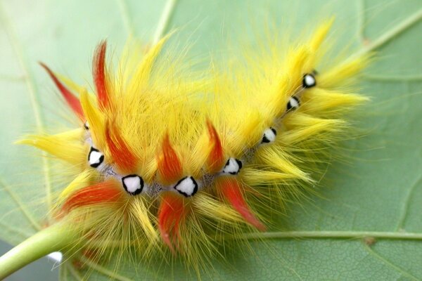 Exotic caterpillar on a green leaf