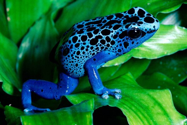 A blue frog on a green leaf