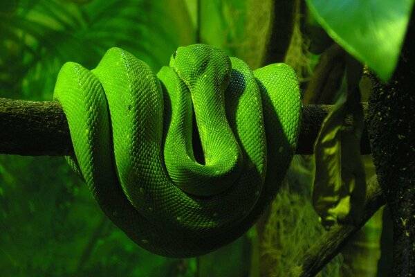 Serpent vert vif enroulé sur une branche