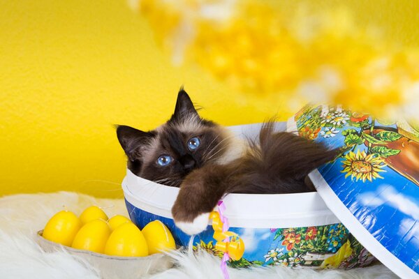 Katze in einer Schachtel auf gelbem Hintergrund