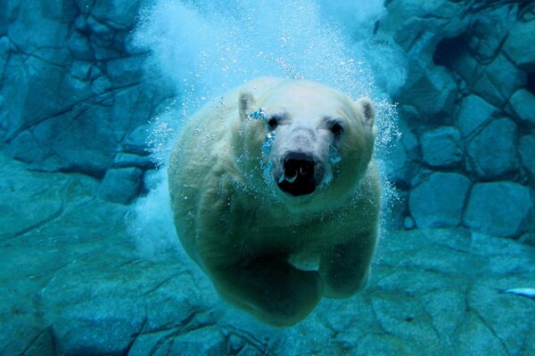 Photo of a bear under water