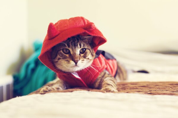 The cat in the hood. Macro shooting