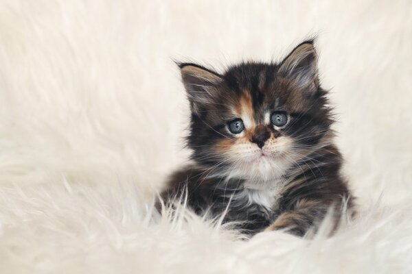 Chaton avec un beau museau sur fond blanc