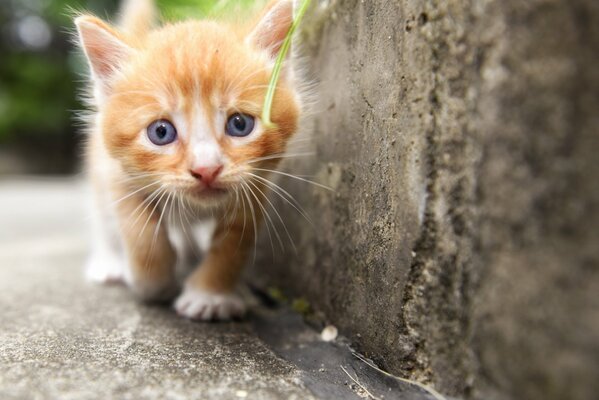 A red-haired kitten walks along the wall