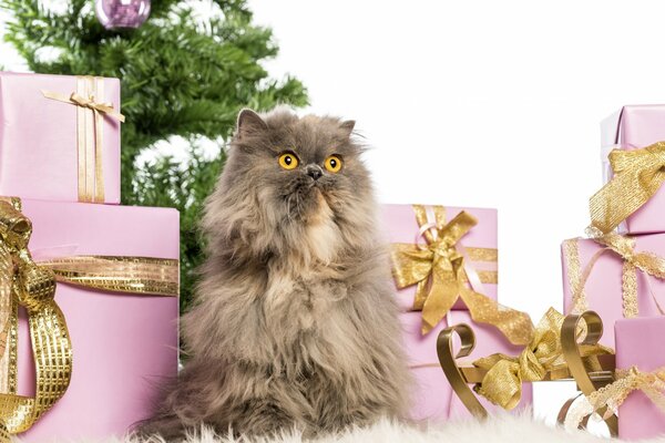 Graue Katze mit Weihnachtsgeschenken