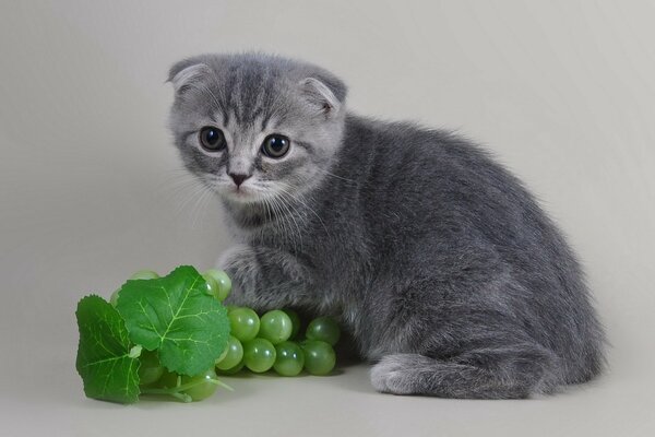 Gatito gris plegable y uvas verdes