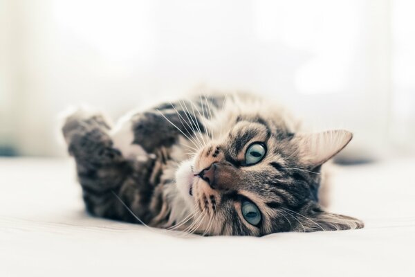 El gato de ojos claros yace de lado