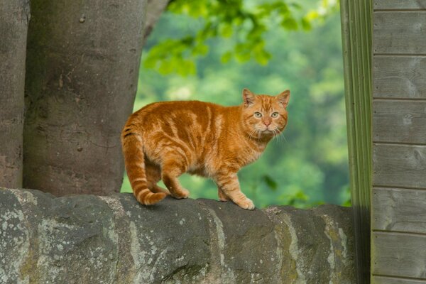 Gatto rosso con uno sguardo intelligente