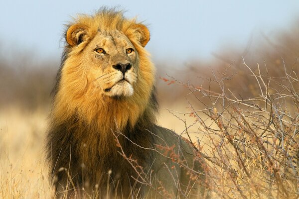 León rey de la Sabana africana