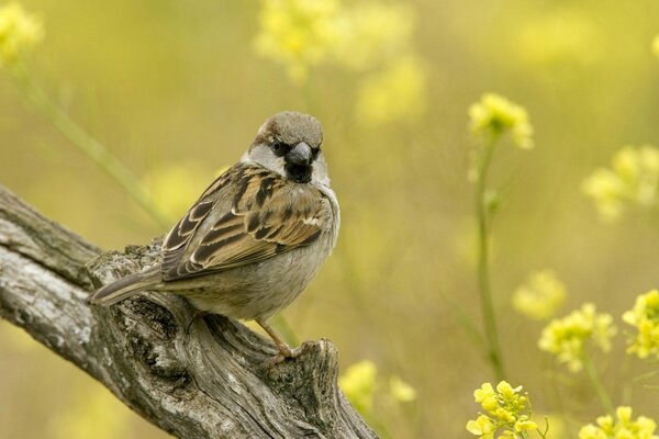 Spatz auf einem Zweig Frühlingslandschaft