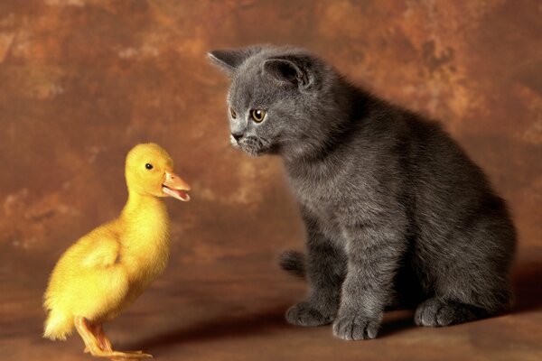 Gatto grigio e anatroccolo amici