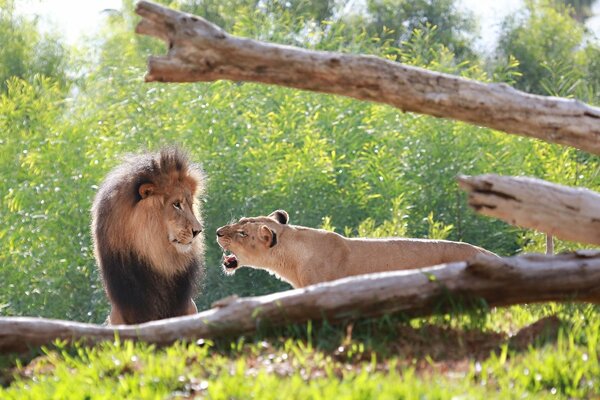 Wild cats in nature