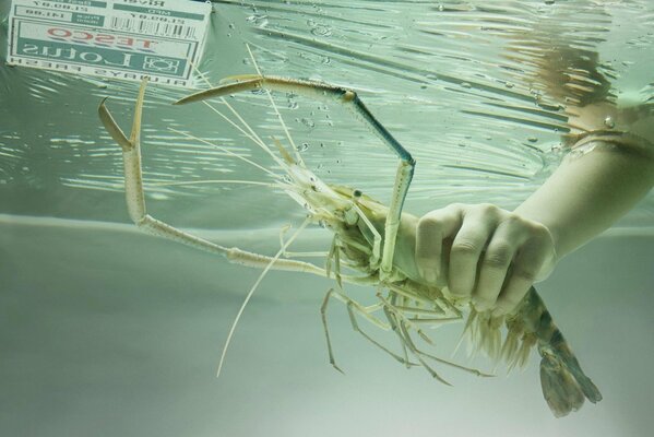 Lung in der Hand unter einer Wasserdecke