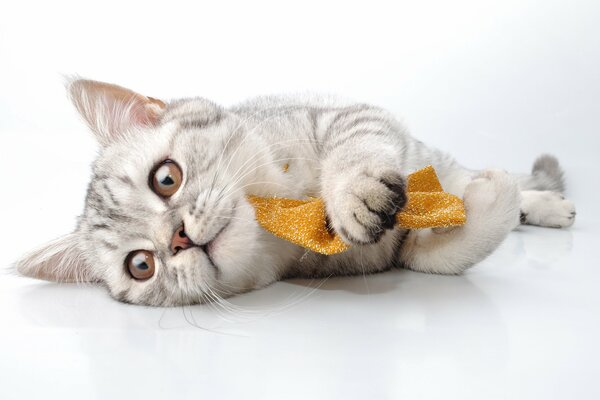 A pet cat plays with a toy