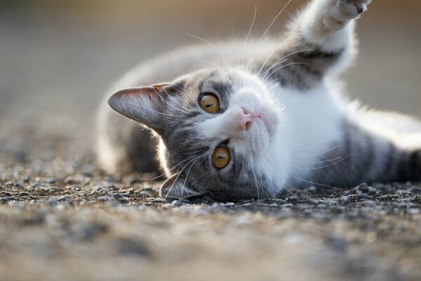 Eine graue Katze liegt auf der Straße herum