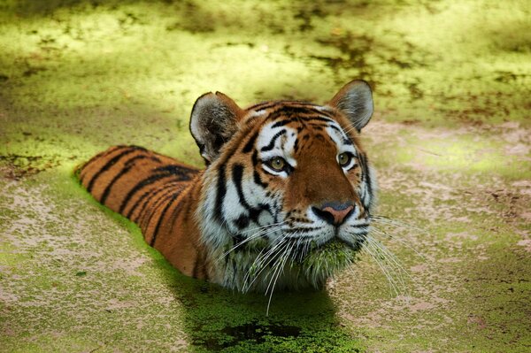 A big tiger swims in the water