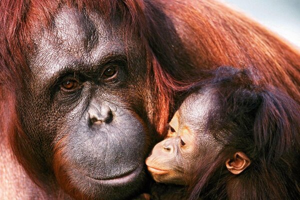 Orangutan femmina e il suo cucciolo