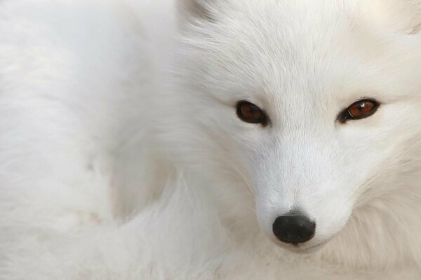 A white fox with sly brown eyes