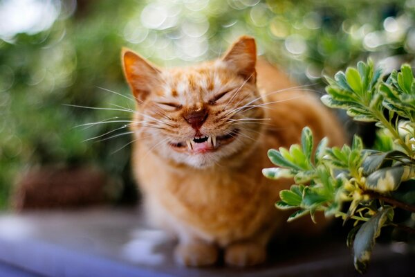 Smiling cat in nature