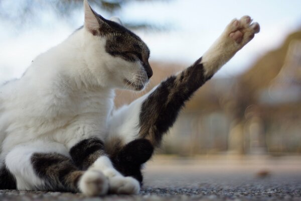 Chat tirant sa patte sur l asphalte