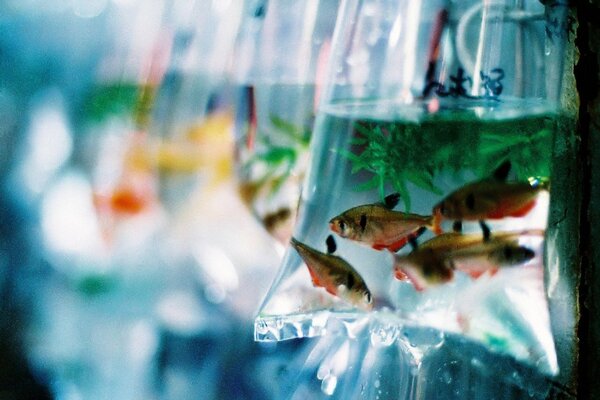 Peces en una bolsa de agua