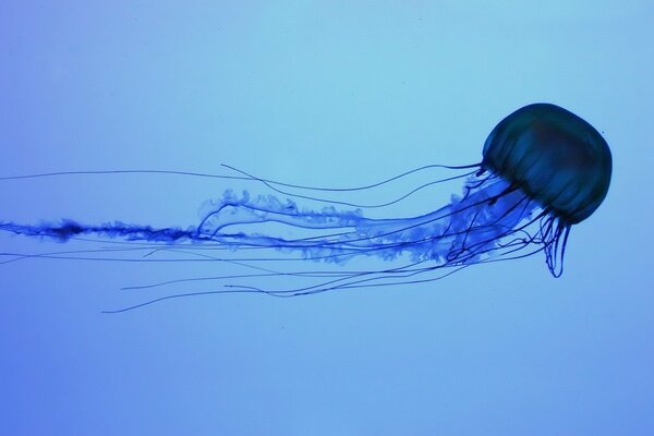 There is a beautiful jellyfish in the blue abyss