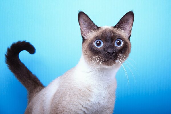 A Siamese cat with a chic look