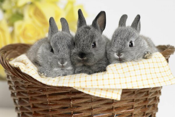 Three gray rabbits are lying in a basket