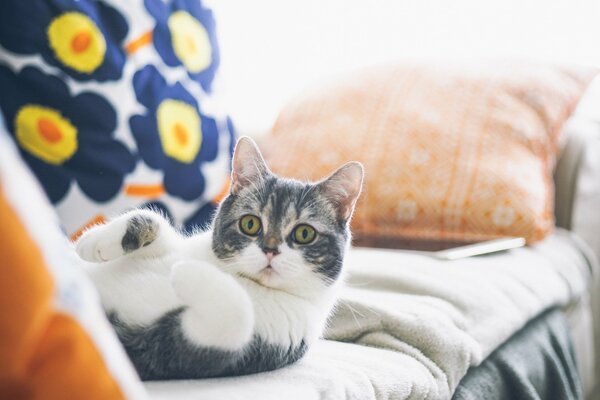 Le chat se repose sur le lit, les pattes jointes devant lui