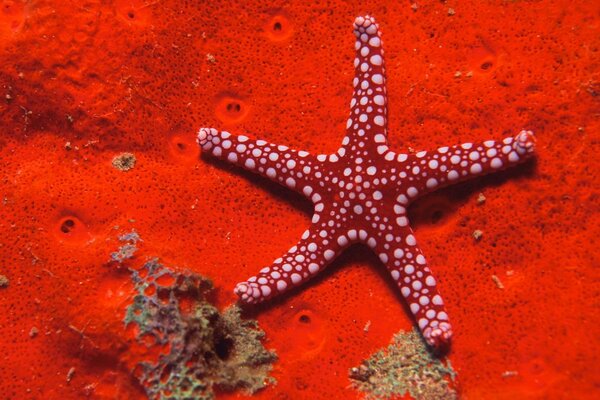 Red starfish on a bright red bottom