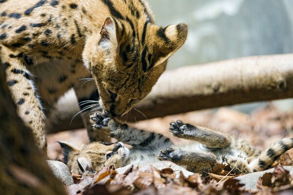 Wilde Tiere mit Jungen spielen