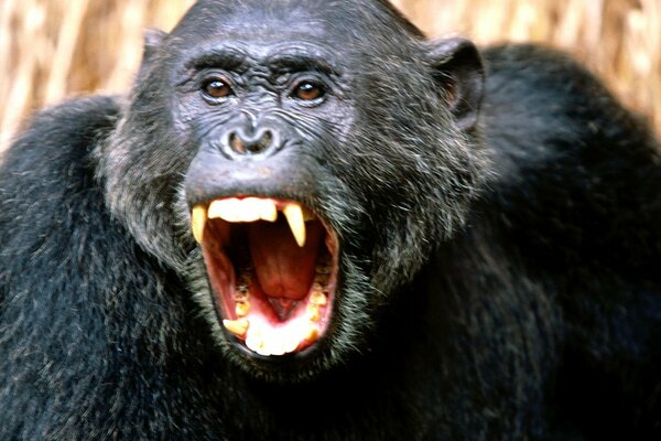 Angry chimpanzee in open mouth and fangs