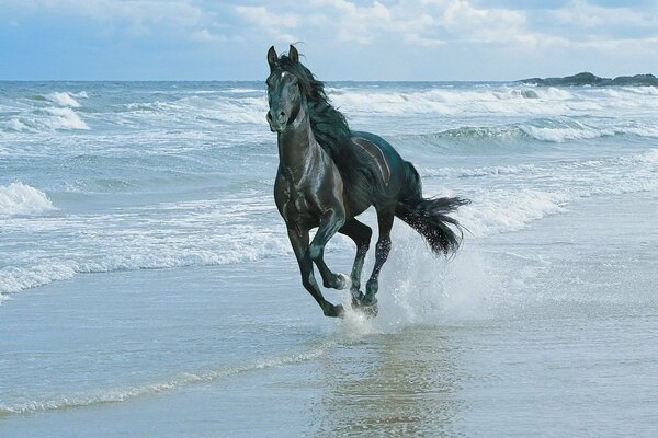 Cavallo in esecuzione lungo la riva del mare