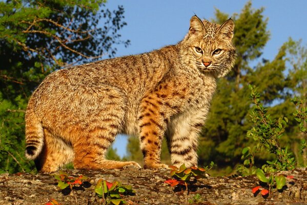 Gato salvaje en la naturaleza de cerca