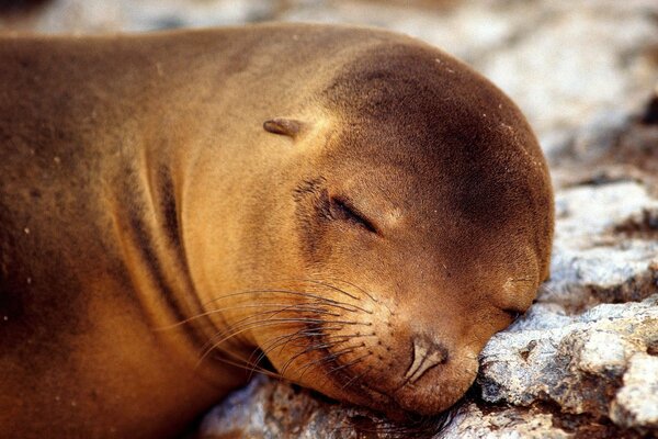 La foca sogna e sorride