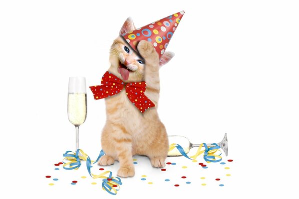 Funny kitten for congratulations