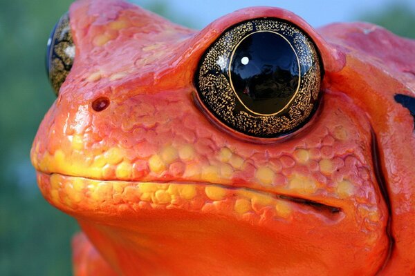 Ein großer Frosch mit großen Augen