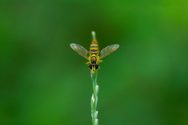 Mouche assise sur un brin d herbe