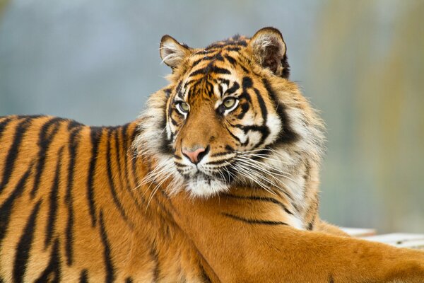 Sumatran tiger resting lying down