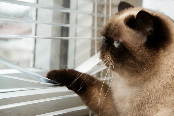 Die Katze schaut durch die Jalousien aus dem Fenster