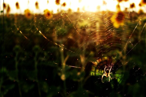 Una araña se sienta en una gran telaraña