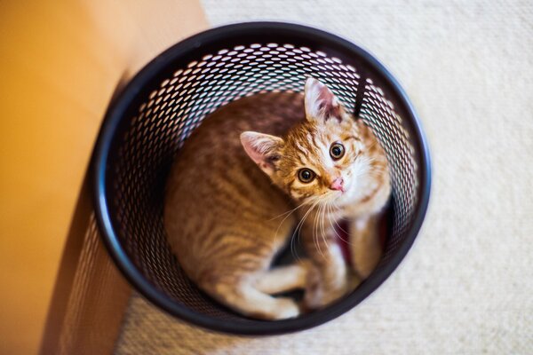 A red cat got trapped in a garbage can