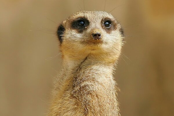 Le Regard Du Suricate. Nez dans le sable