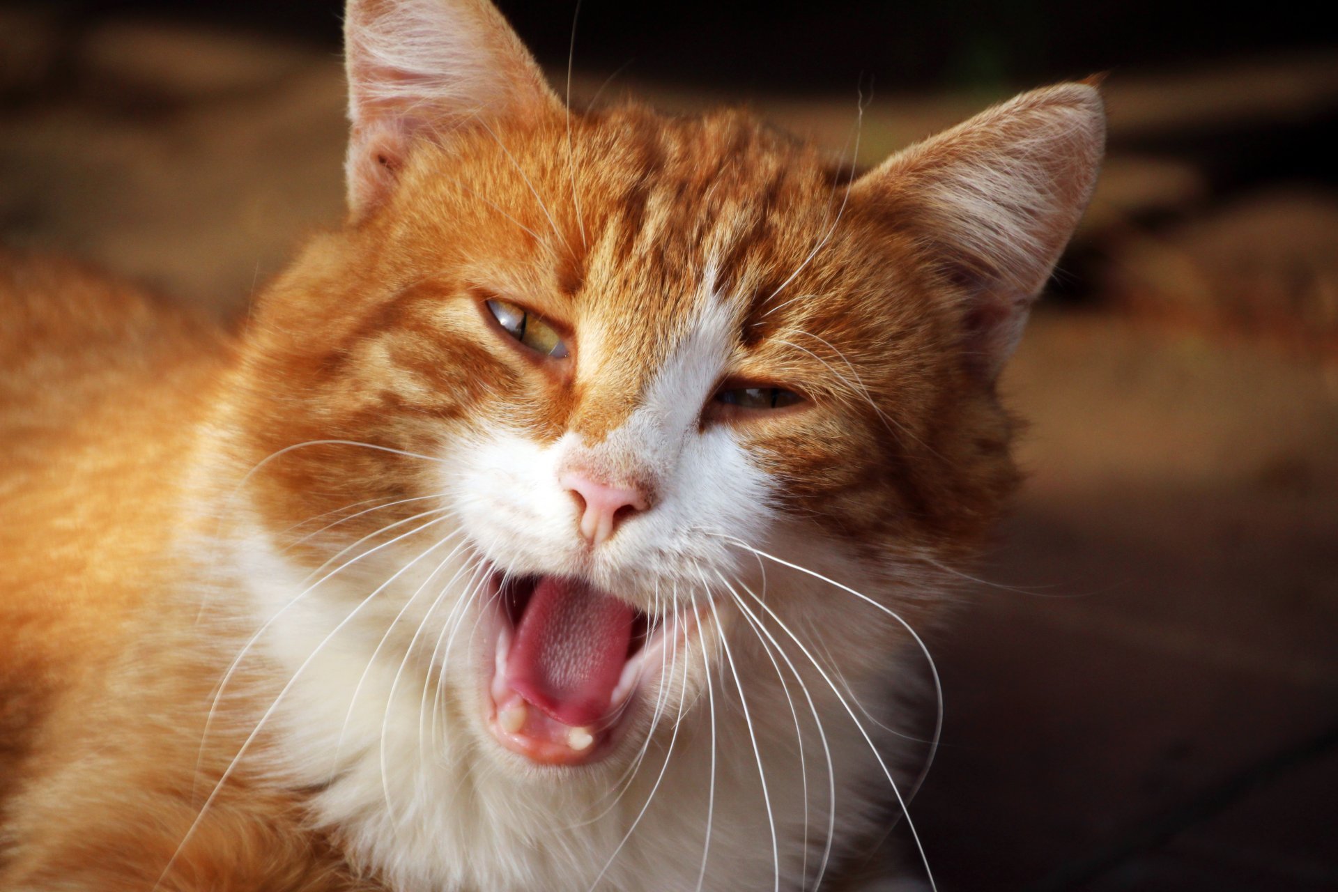 gato gato cote animales rojo sol bostezo fauces colmillos lengua ojos bigote hocico pelaje