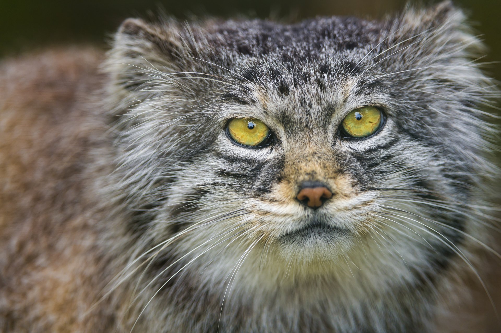 manul gatto muso ritratto sguardo ©tambako the jaguar