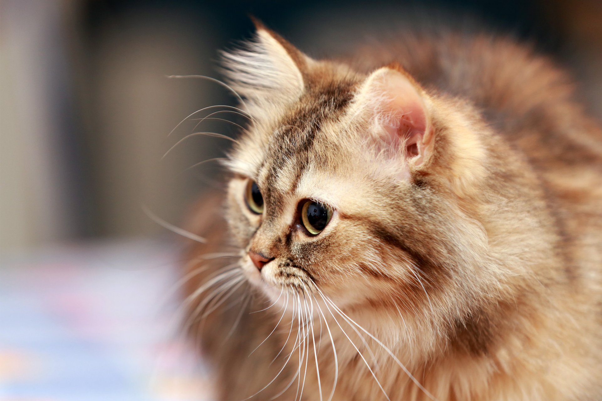 gatto rosso baffi occhi peloso